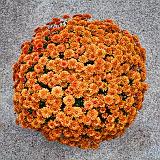 Pot of Mums_28806